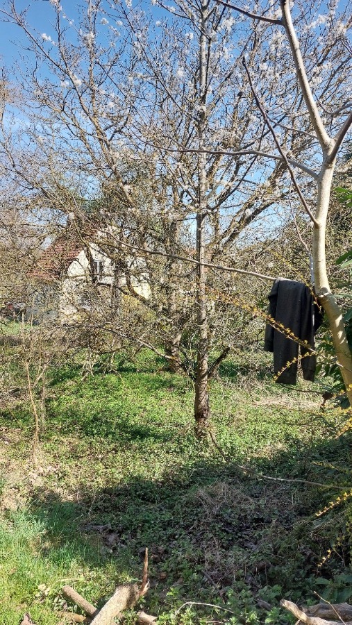 Eingewachsener Grund Wohngrundst�ck Neuburg